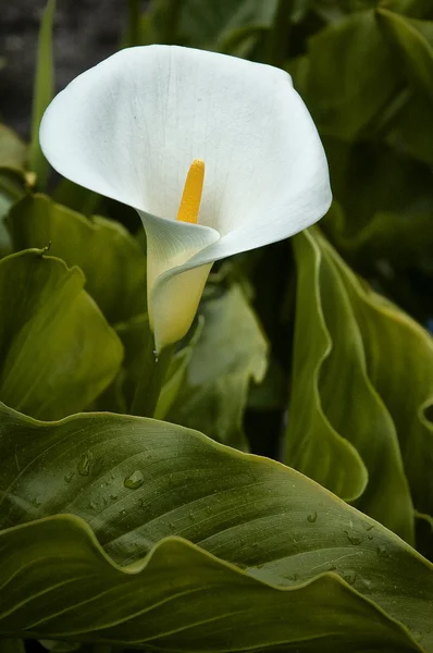 stock image Calla lily