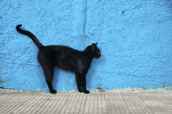 Чорна кішка — стокове фото