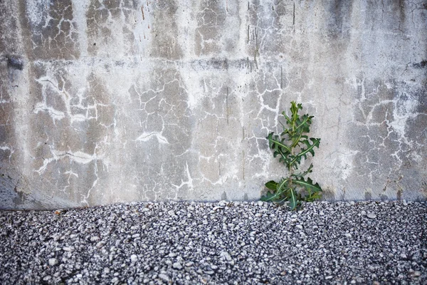 stock image Brave plant