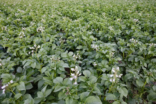 stock image Potato planting