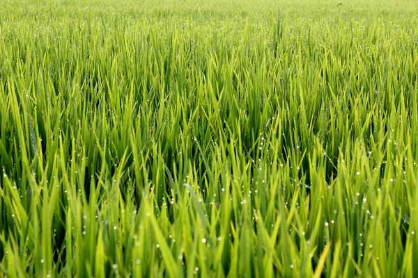 stock image Paddy with Morning Dews