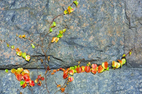 stock image Autumn life on a stone