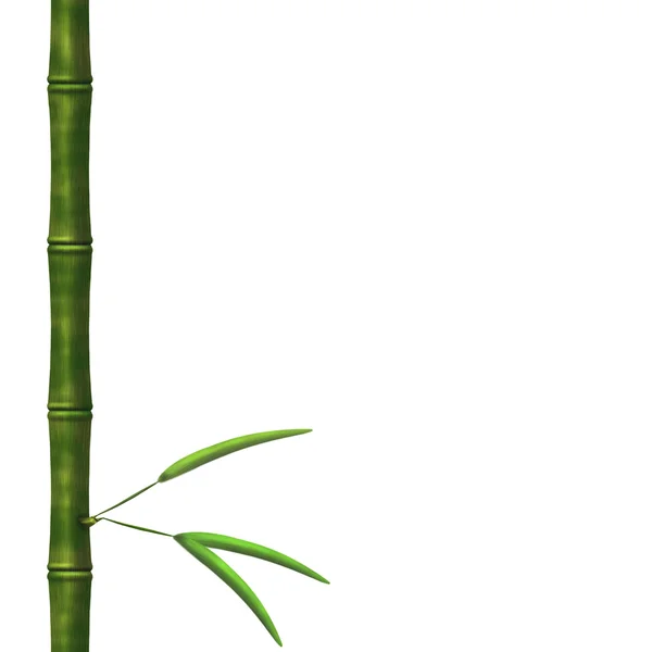 Ramo di un bambù con foglie — Foto Stock