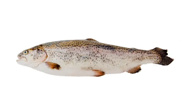 Fresh trout isolated — Stock Photo, Image