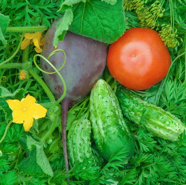 Tomate, zanahorias, pepino, remolacha, hinojo — Foto de Stock