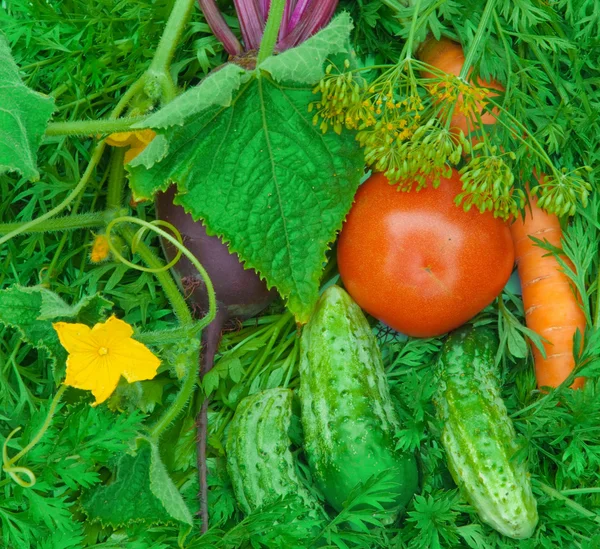 Tomaten, Karotten, Gurken, Rüben, Fenchel — Stockfoto
