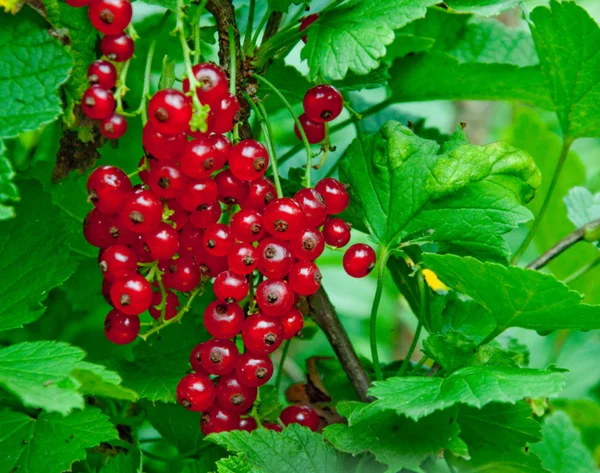 stock image Branch of ripe berries