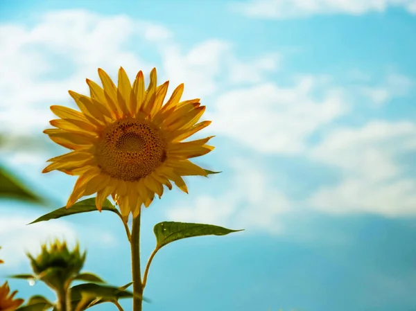 Beautiful sunflower in rain drops — Stock Photo, Image