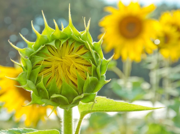 Stock image Beautiful sunflower in rain drops