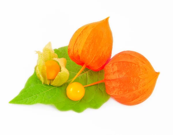 stock image Ripe appetizing physalis