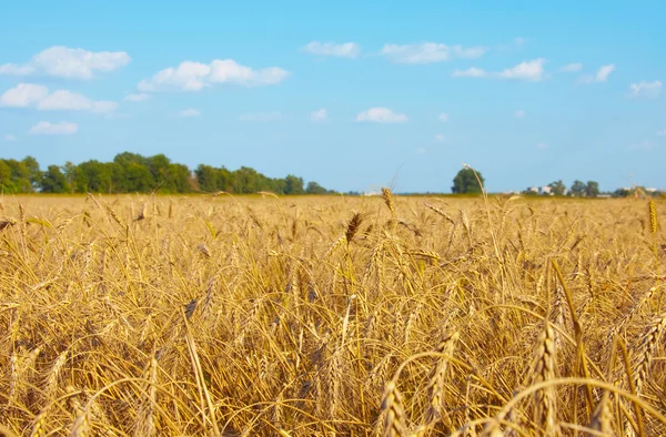 Wheaten fältet, — Stockfoto