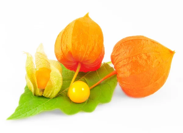 stock image Ripe appetizing physalis