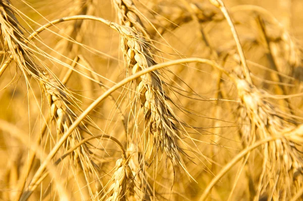 Wheaten fältet — Stockfoto