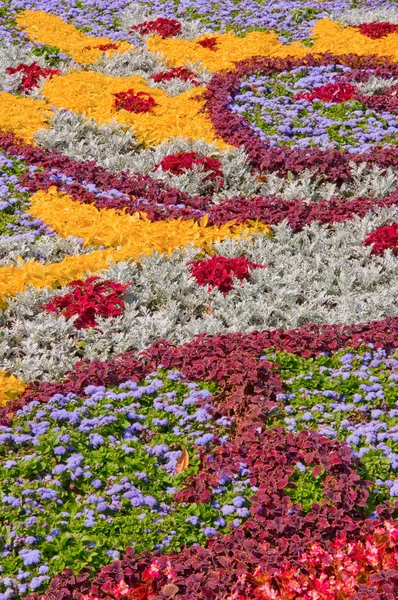 野花的花束 — 图库照片