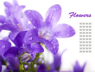 Flowers on a white background, dark blue hand bells with dew drops clipart