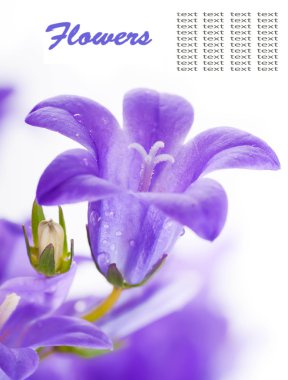 Beyaz arka planda çiçekler, çiğ taneli koyu mavi çanlar.