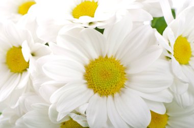 beyaz çiçekler, alan camomiles dewdrops ile