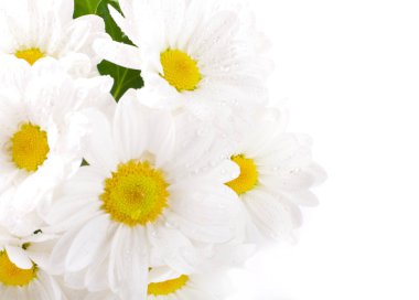 beyaz çiçekler, beyaz zemin üzerine yeşil yaprakları ile alan camomiles