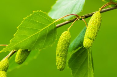 Bir huş ağacı Baharda Yeşil yapraklar ve yüzüklerle