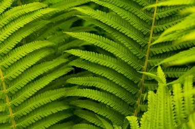 yeşil yaprakları eğreltiotu tropikal orman, güneş ışınları vardır