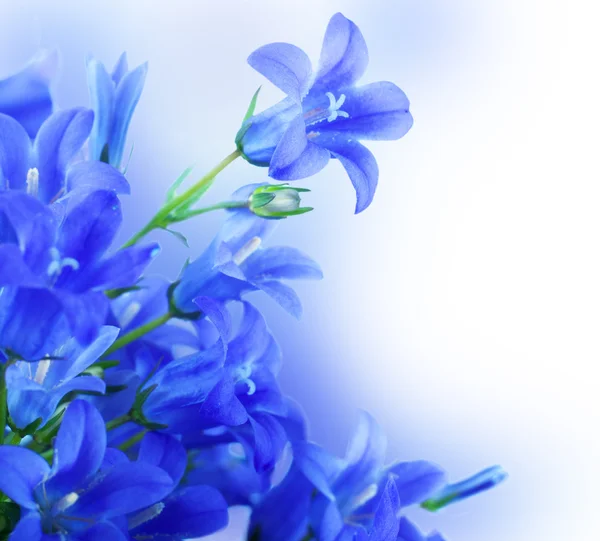 Λουλούδια σε λευκό φόντο, σκούρο μπλε χέρι καμπάνες — Φωτογραφία Αρχείου