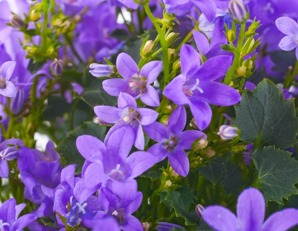 Bloemen op een witte achtergrond, donker blauw hand klokken — Stockfoto