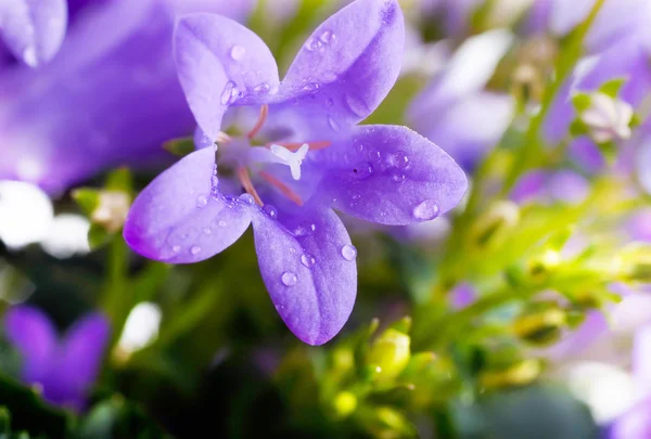 Flores sobre fondo blanco, campanas de mano azul oscuro con gotas de rocío — Foto de Stock