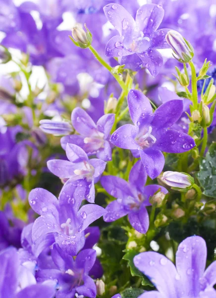Bloemen op een witte achtergrond, donkerblauwe wijzerplaten met dauwdruppels — Stockfoto