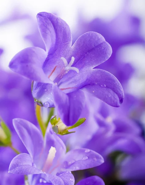 하얀 배경의 꽃들, 짙은 청색 손종에 이슬 방울이 맺히는 모습 — 스톡 사진