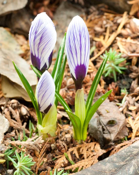 Flores de primavera, branco-escuro crocos azuis contra folhas vermelhas — Fotografia de Stock