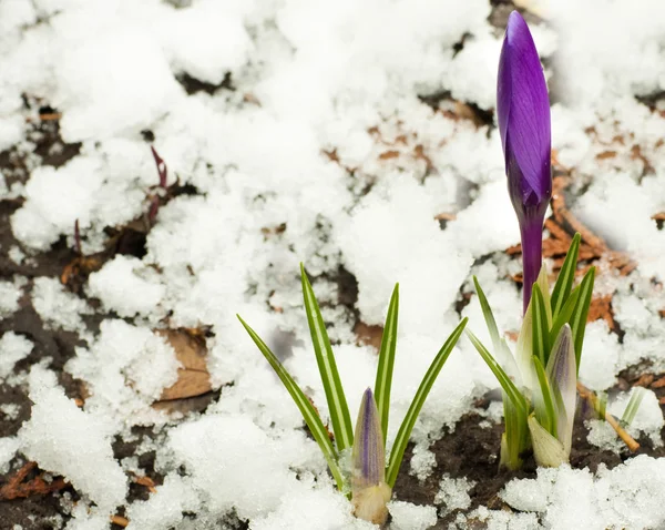 Fiori primaverili, crochi bianco-blu scuro contro la neve — Foto Stock