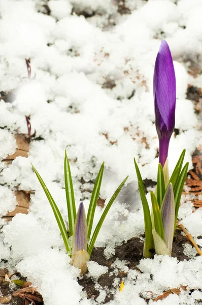 Fleurs printanières, crocus blanc-bleu foncé contre la neige — Photo