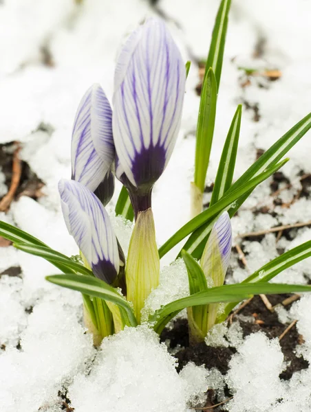 Spring flowers, white-dark blue crocuses against snow — Zdjęcie stockowe