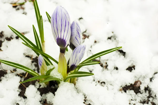 Spring flowers, white-dark blue crocuses against snow — Stock Photo, Image