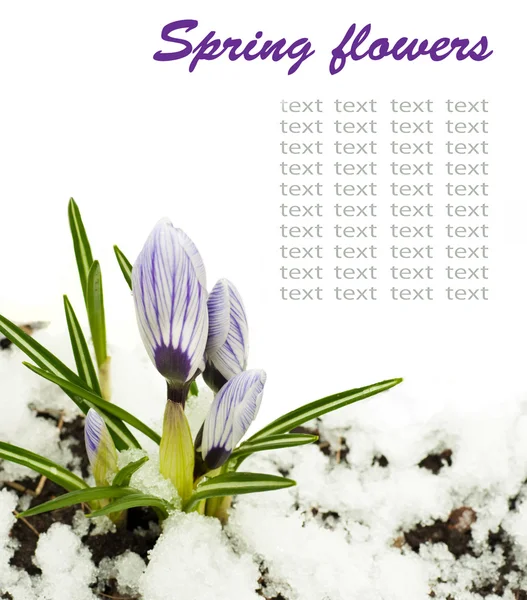 Весенние цветы, бело-темно-синие крокусы против снега — стоковое фото