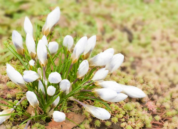 春の花、新鮮な草に対して snowdrops — ストック写真