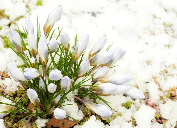 Flores de primavera, gotas de neve contra a neve descongelada — Fotografia de Stock