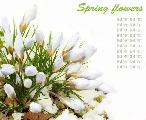 Весенние цветы, подснежники на белом фоне — стоковое фото