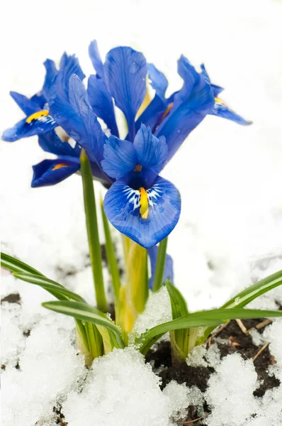 Fleurs printanières, iris sur fond blanc — Photo