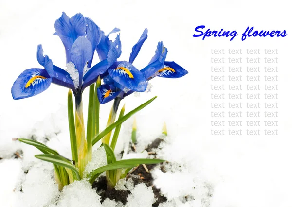 Flores de primavera, iris sobre fondo blanco — Foto de Stock