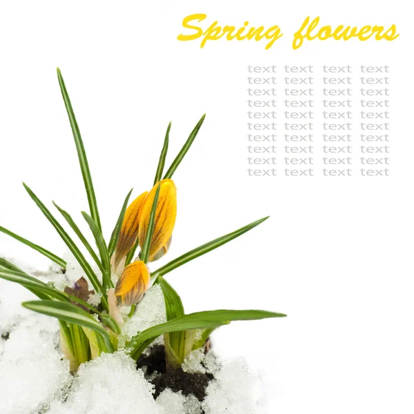 Flores de primavera, azafranes amarillos contra la nieve —  Fotos de Stock