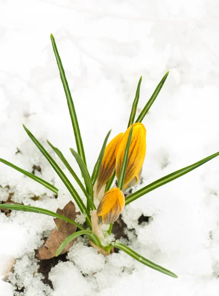 Jarní květy, žluté krokusy proti sněhu — Stock fotografie
