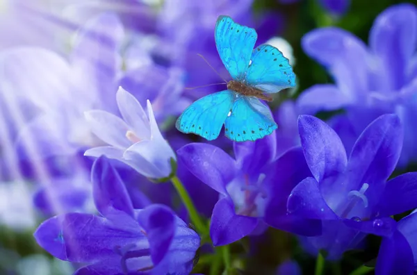 Çiçek ve batterfly, koyu mavi el çan — Stok fotoğraf