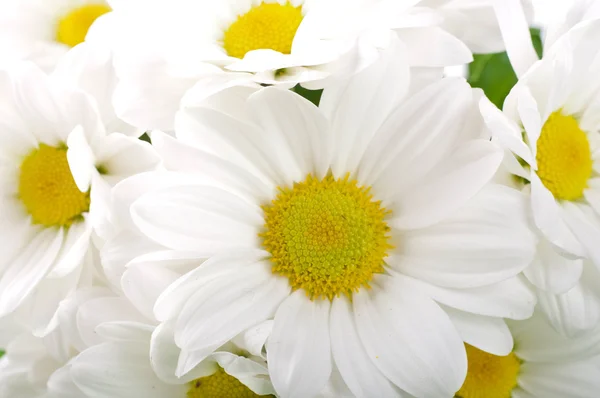 Bílé květy, camomiles pole s kapkami Rosy — Stock fotografie