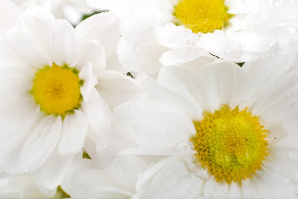 Witte bloemen, veld camomiles met dauwdruppels — Stockfoto