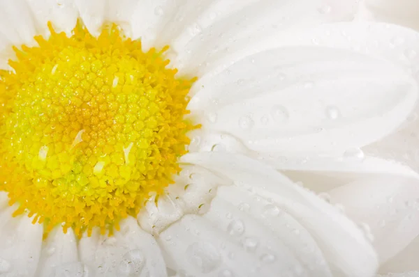 Белые цветы, полевые ромашки с капли росы — стоковое фото