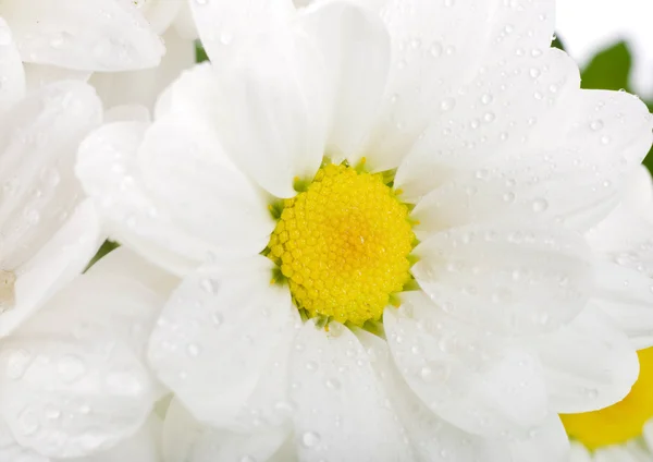 Witte bloemen, veld camomiles met groene bladeren op een witte achtergrond — Stockfoto