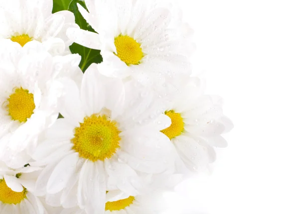 Beyaz çiçekler, beyaz zemin üzerine yeşil yaprakları ile alan camomiles — Stok fotoğraf