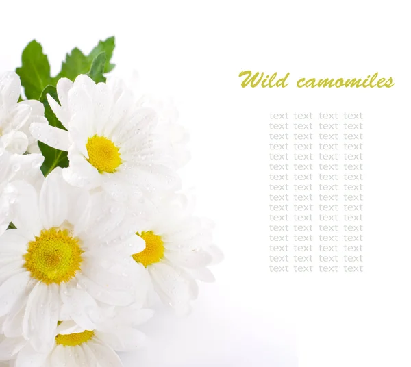 Белые цветы, полевые ромашки с зелеными листьями на белом фоне — стоковое фото