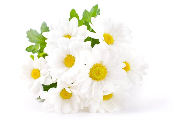 Witte bloemen, veld camomiles met groene bladeren op een witte achtergrond — Stockfoto